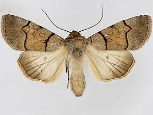 Sympistis youngi