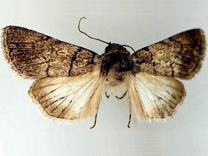 Sympistis deserta