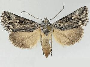 Sympistis ciliata