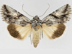 Sympistis sagittata