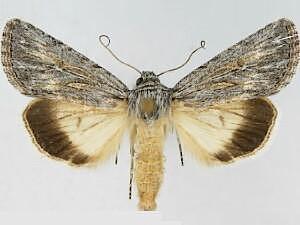 Sympistis ibapahensis