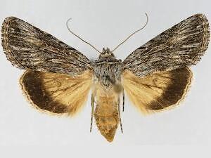 Sympistis ibapahensis