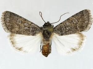 Sympistis sectilis