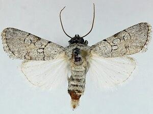 Sympistis sectilis