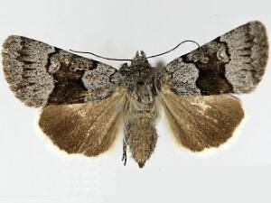 Sympistis funebris