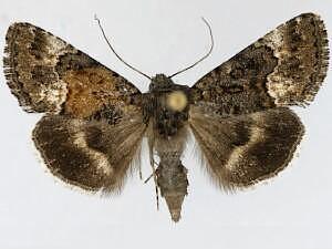 Sympistis aterrima
