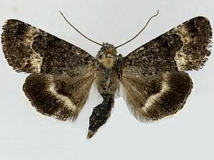 Sympistis aterrima
