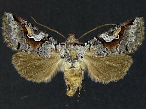Stretchia pictipennis