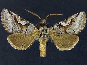 Stretchia pictipennis