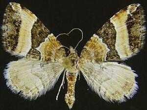Xanthorhoe mirabilata
