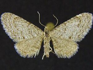 Eupithecia vaporata