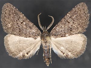 Prosoparia sp.