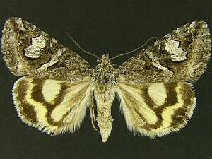 Drasteria maculosa