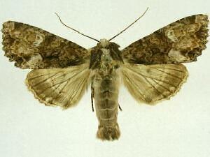 Apamea albina