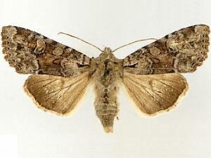 Apamea digitula