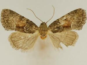 Neoligia surdirena