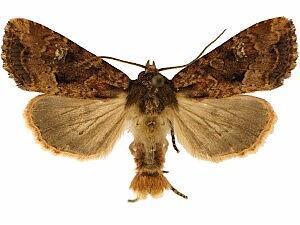 Protapamea danieli