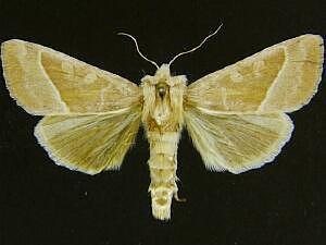 Hydraecia obliqua