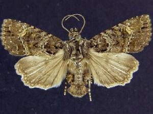 Aseptis binotata