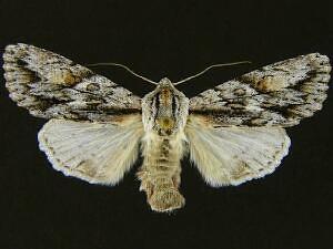 Andropolia olga