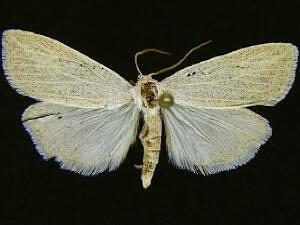 Amolita delicata