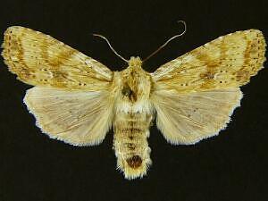 Lithophane franclemonti