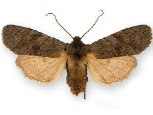Lithophane lepida