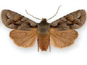 Lithophane thaxteri