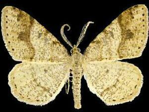 Macaria plumosata