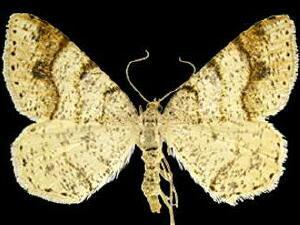 Macaria plumosata