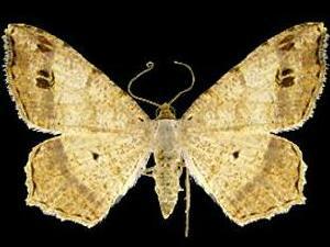 Macaria aequiferaria