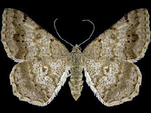 Digrammia ocellinata