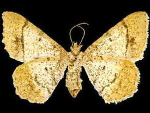 Frederickia flaviterminata