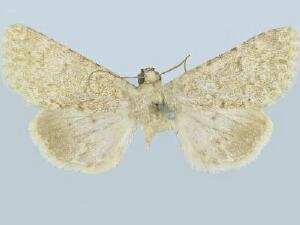 Scotogramma densa