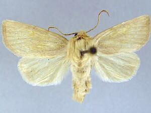 Amphipoea keiferi