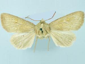 Amphipoea keiferi