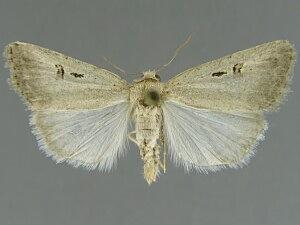 Caradrina atrostriga