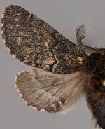 Gluphisia dickeli