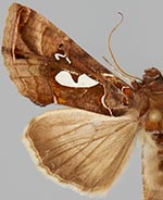 Megalographa biloba