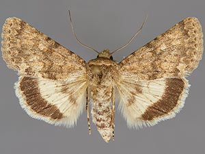 Sympistis sandaraca