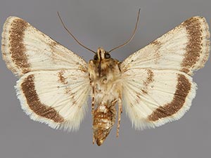 Sympistis sandaraca