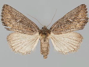 Condica mersa
