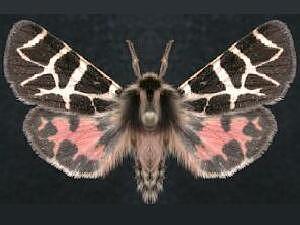 Apantesis allectans
