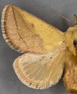 Monema flavescens