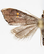 Microcausta bipunctalis