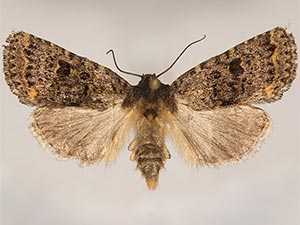 Synorthodes typhedana