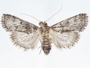 Cacozelia interruptella