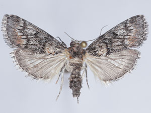 Pococera fuscolotella