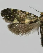 Lampronia corticella