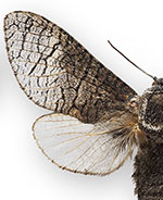 Acossus centerensis